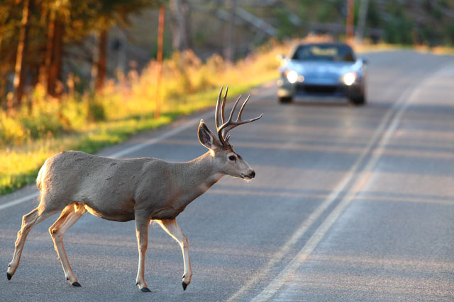 Deer crossing road in front of passing vehicle