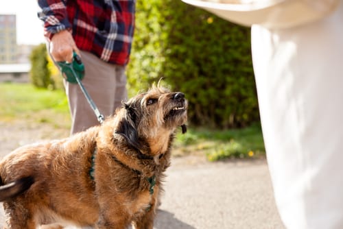Leashed dog snarling at person